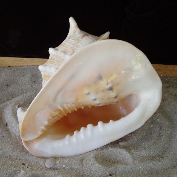 HUGE REAL TIGER CONCH SHELL by SandisShellscapes on Etsy