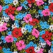 FOR MFB - 2 YDS -Black and bright multi floral Alexander Henry print