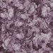 1 YARD, Cotton Fabric, Haversham Rose, Lavender on Purple