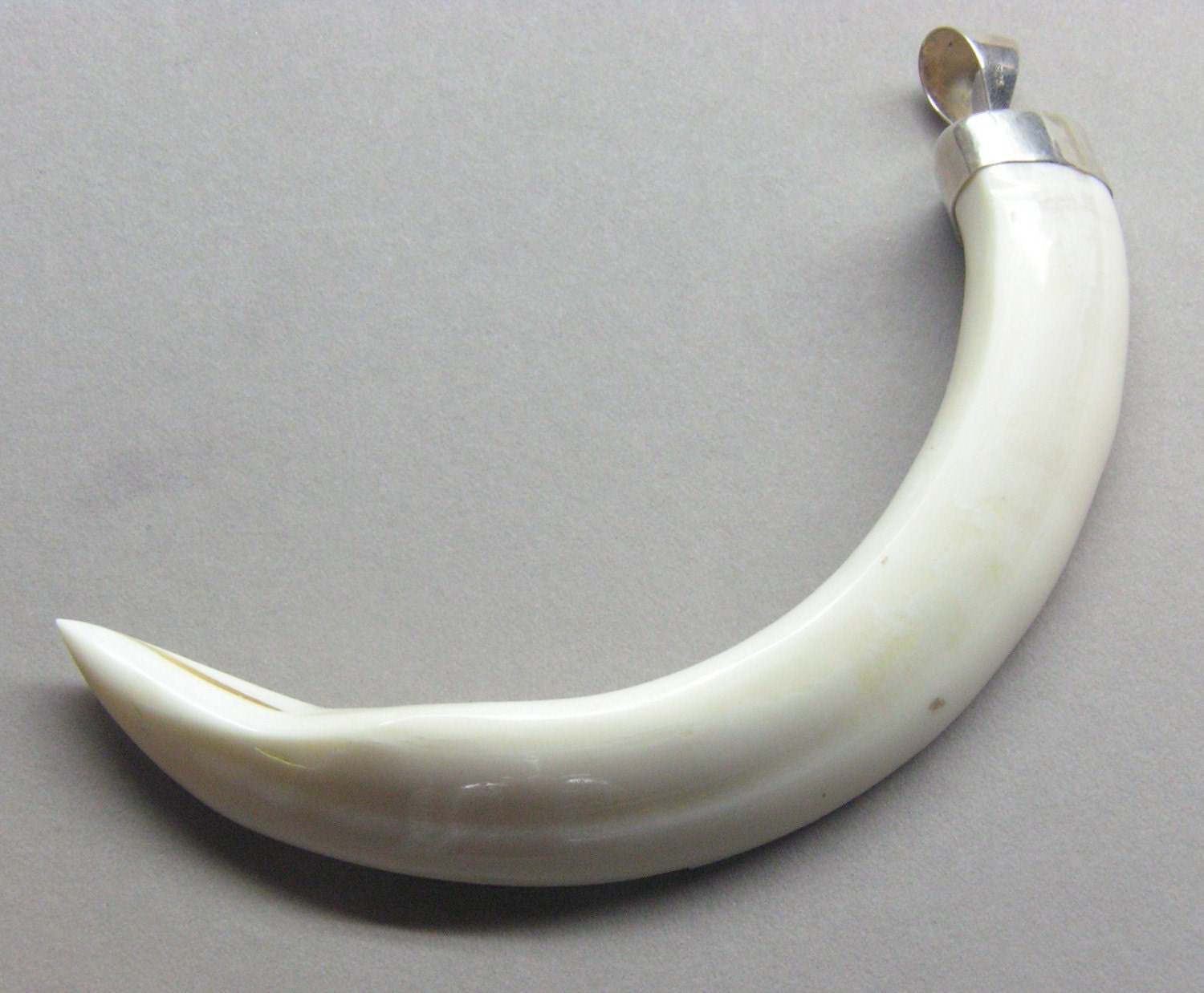 7in Wild Boar Tusk pendant Sterling bail by windspirit on Etsy