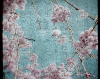 Pink Blue Blossom Photograph--Japanese Cherry Blossoms--TTV Fine Art