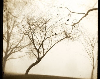Sepia Trees Crows Photograph--Reaching Trees with Crows--TTV Fine Art