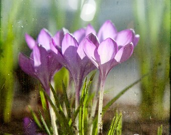 Purple Lavender Green Crocus Photograph--Crocuses Don't Lie--Fine Art