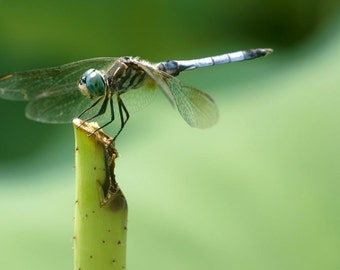 8x10 Photograph - Dragonfly on Green