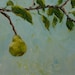 SALEEEE ooPears2 16x20inch original oil painting by Roz