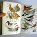 Vintage Bird Book Audubon Water Bird Guide 1951 by Pough