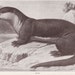 OTTER Antique Illustration Print Edward Knobel 1901