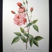 Vintage Redoute Pink Roses Print - Rosa Indica Vulgaris - French Flowers