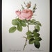 Vintage Redoute Pink Roses Print - Rosa Bifera Officinalis - French Flowers
