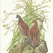 Vintage Bird Print - Bobwhite Quail - Menaboni Book Plate