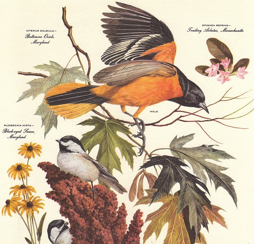 Vintage Arthur Singer BALTIMORE ORIOLE Bird Botanical Print