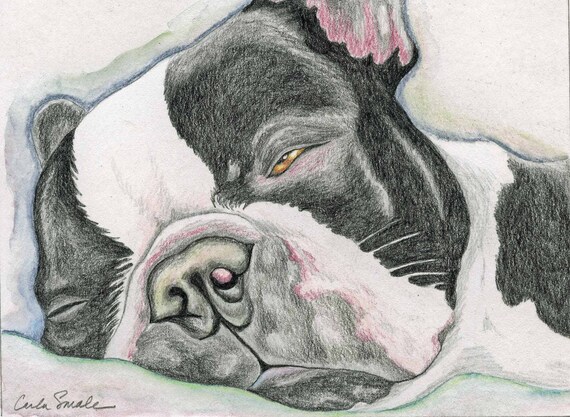 Sleepy Boston Terrier Print from an Original Pencil Drawing 