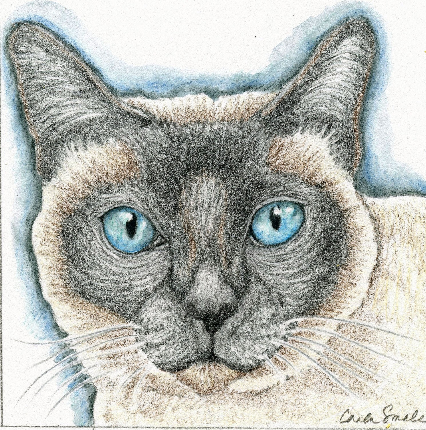 Siamese Cat Original Drawing Art-Carla Smale-reserved for Amy