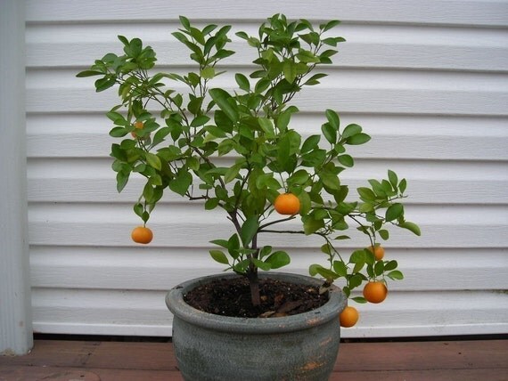 Grow an Indoor  Citrus  Tree  Kit Mini  Kumquat Tree  Seeds