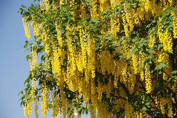 Items similar to Golden Rain Tree Seeds - Grow Your Own ...