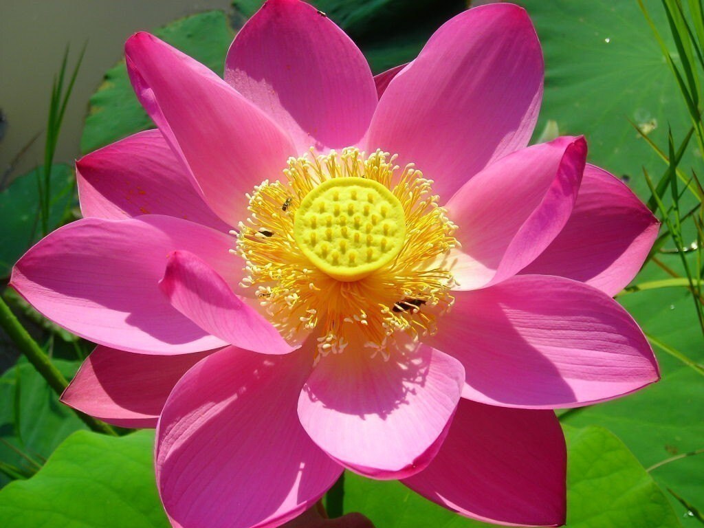 Live Lotus Plant Seed Grow a Lotus Flower