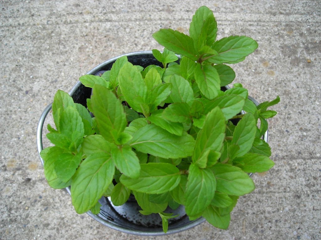 Heirloom Mint Seed Collection Peppermint and Spearmint