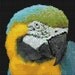 Bead Pattern Yellow And Blue Macaw Amulet Loom Or Peyote