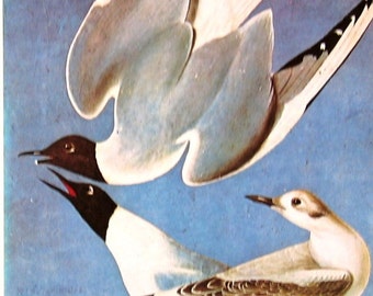 1978 Vintage Audubon Bird Print Bonapartian Gull