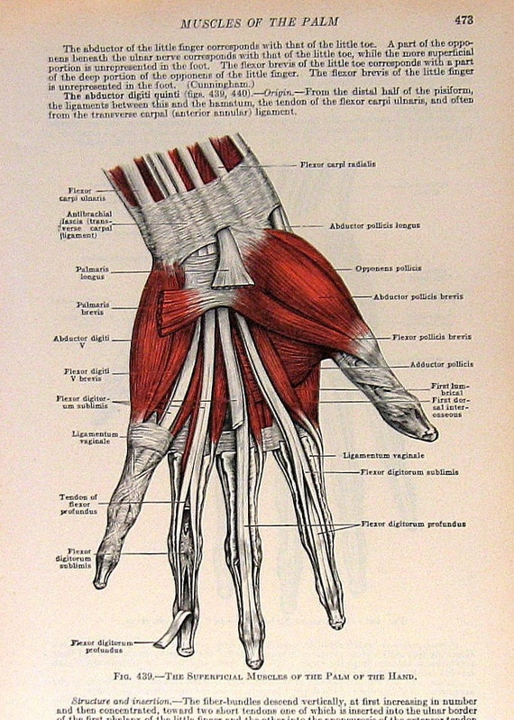 Muscles of The Hand 2 Sided 1933 Human Anatomy Illustration
