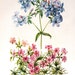 Phlox 1954 Wildflower Vintage Book Plate For Framing p159