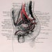 4 Pages The Circulatory System, Systemic Circuit 1965 Human Anatomy Illustrations