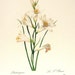 Phalangium 1981 Large Vintage Colored Botanical Book Plate