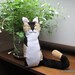 Calico Snuggle Kitty - one of a kind - READY TO SHIP