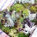 Moss Lichen Terrarium Live Organic Real Assortment Collection Priority Mail Wedding Decoration