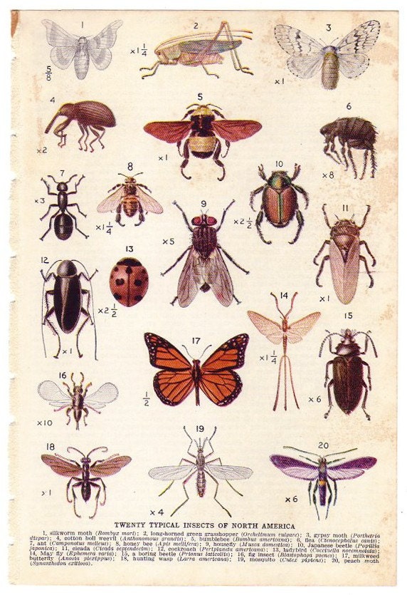 vintage insect clipart - photo #17