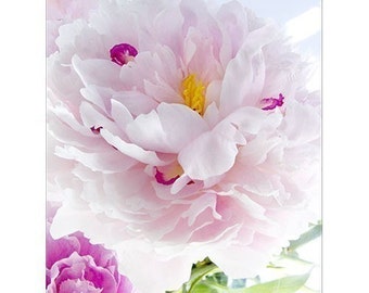 Pink Peony Card, Mother's Day Card, Love Card, Anniversary Card, Flower Photograph