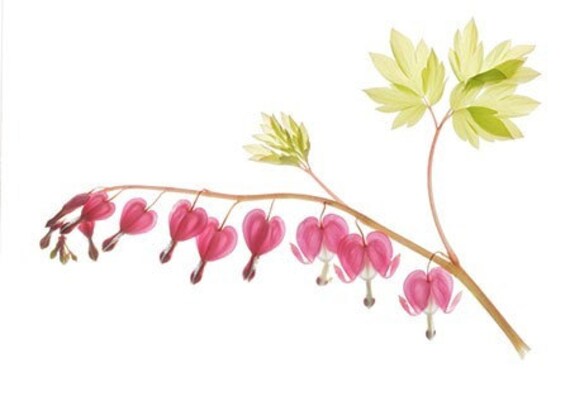 Bleeding Heart Photograph Botanical Art Print by JudyStalus