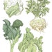 Winter Vegetables - Boxed Set of 8 Greeting Cards