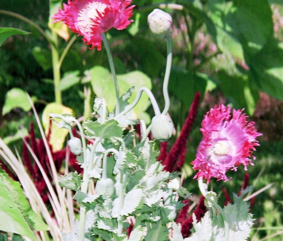 Papaver Somniferum Drama Queen Poppy seeds Bread by greenthing