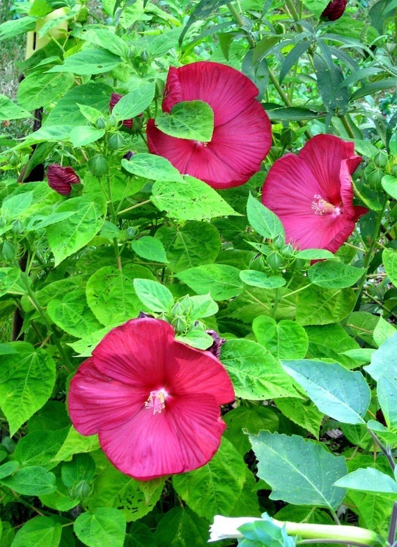 Hardy Hibiscus Organic seeds Dinner plate size by greenthing