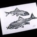 Two Fine Fallfish GYOTAKU Japanese Fish Rubbings Pisces on Rice paper 12X18