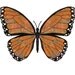tawny majestic, fantasy butterfly art print by Sarah Knight 8X10 inches, orange black color