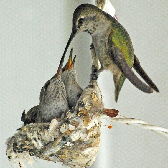 40 off sale hummingbird babies being feed fine art 40 off sale hummingbird babies being feed fine art