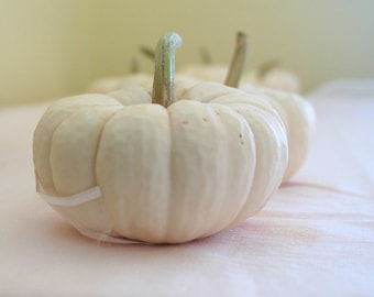 Fall Wedding Decor 25 Mini REAL White Pumpkins for Table Decor for late Summer or Fall Weddings