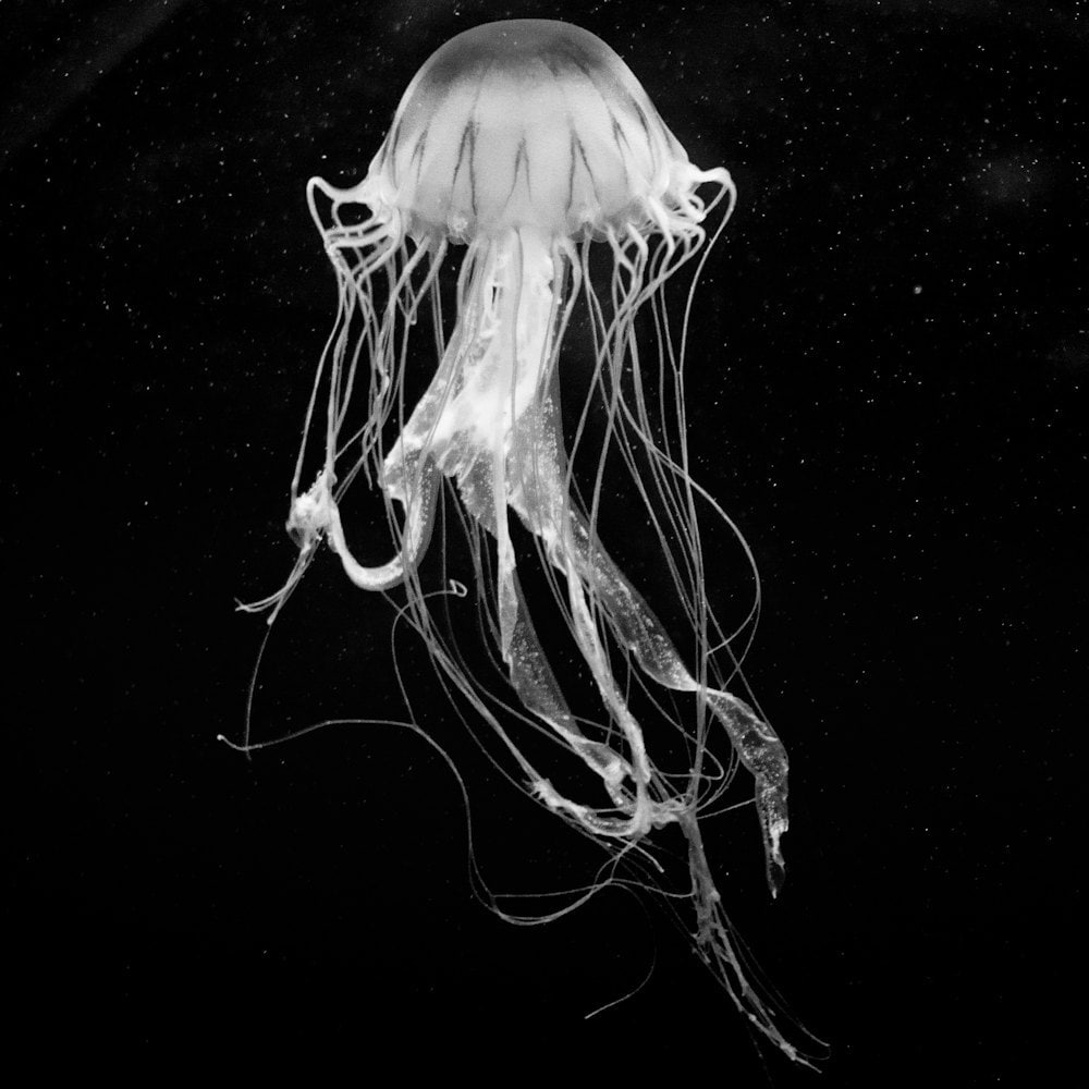 Items similar to 8 x 8 FINE ART PRINT: Jellyfish on Etsy
