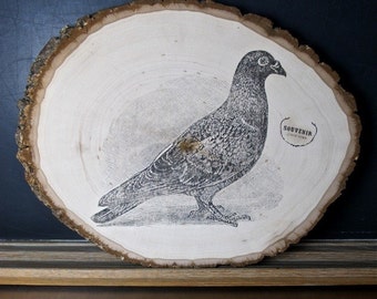 Pigeon Plaque