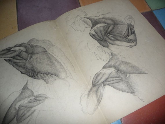 anatomy pencil sketches