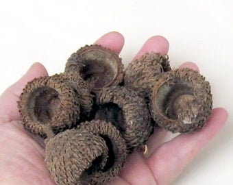 Huge Acorn Caps Felted Acorn Supply 8 Big Bur Oak Caps 1 Inch Tall or Over Craft Supply Autumn Fairy Hats Natural Woods Acorns Rustic Large