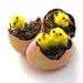 Egg Gourds with Chicks Set of 3 Spring Painted Easter Egg Gourds Decorations Ornaments