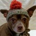 Dog hat Medium, Hunter Green with Orange PomPom, crocheted