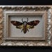Death's Head Moth - The Silence of the Lambs - Framed Cross Stitch