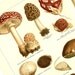 1899 ''Pilze'', Mushrooms Edible and Poisonous, Victorian Era Natural History Chromolithograph