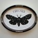 Insect Specimen No.2 - Original Papercut Art, Framed