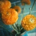 Sunny Ranunculus - Signed Fine Art Photograph