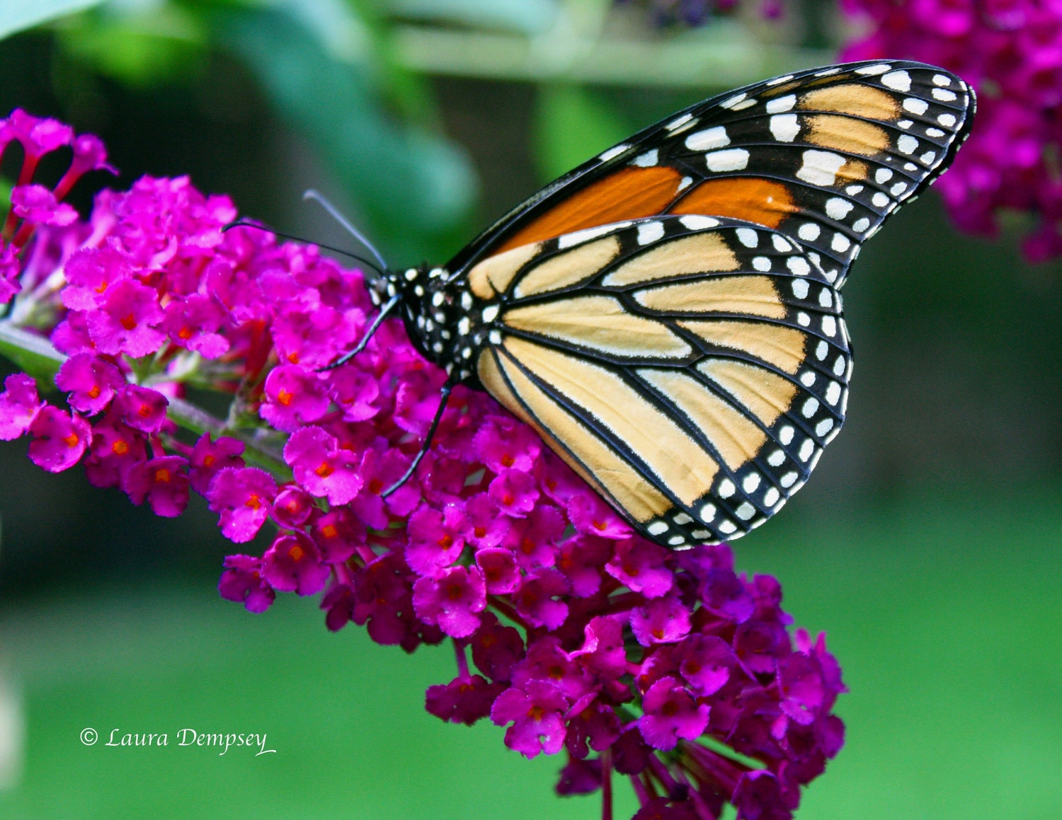 Butterfly photography Nature photography Garden photos fine